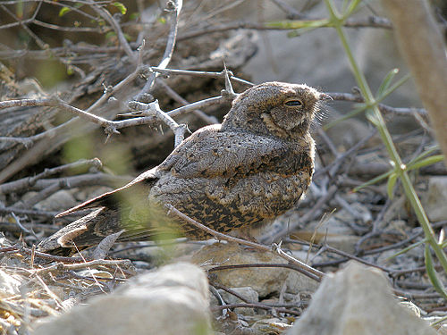 Madagascan nightjar